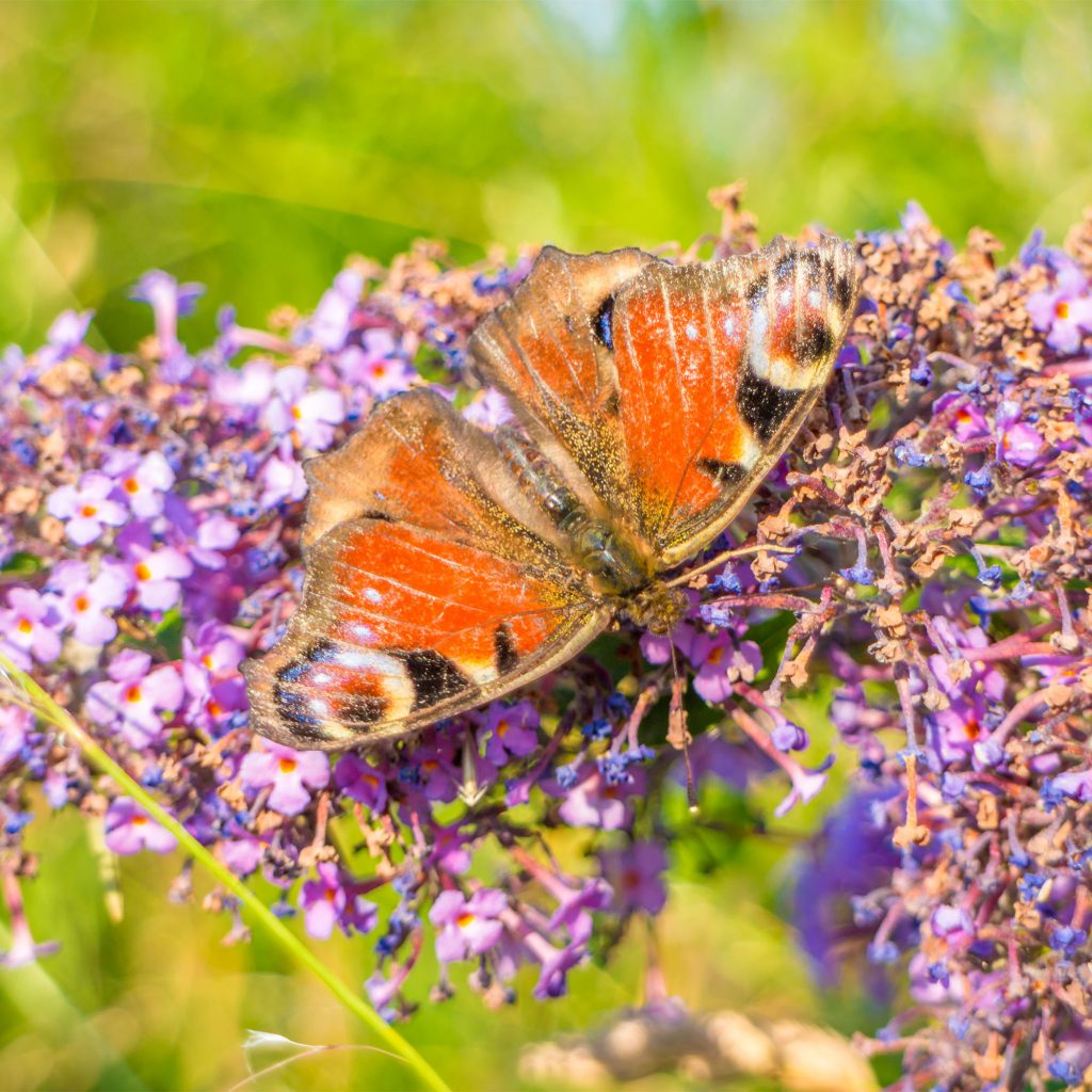 A peacock butterfly on some dames violet flowers