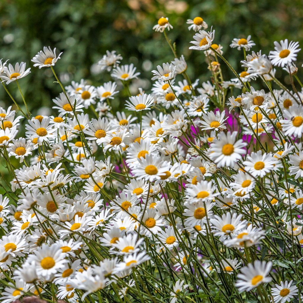 Flowers at FCH