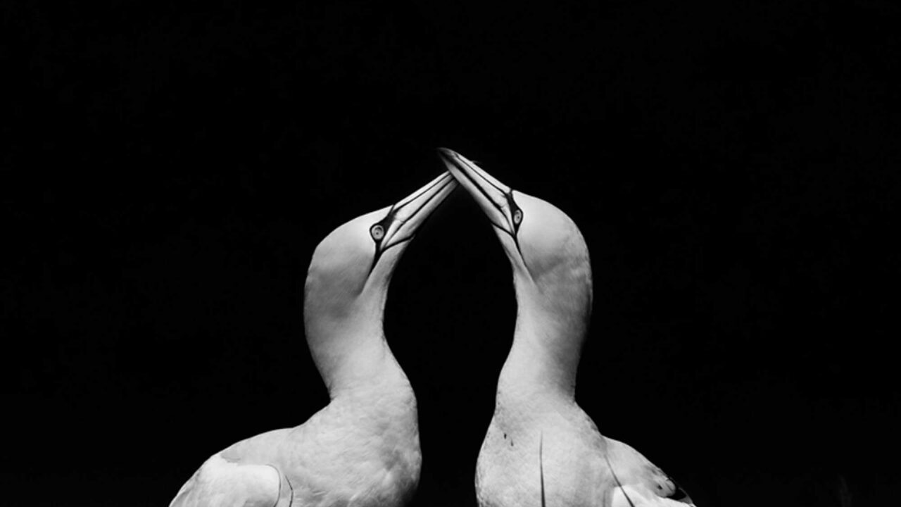 A black and white photograph of two gannets.
