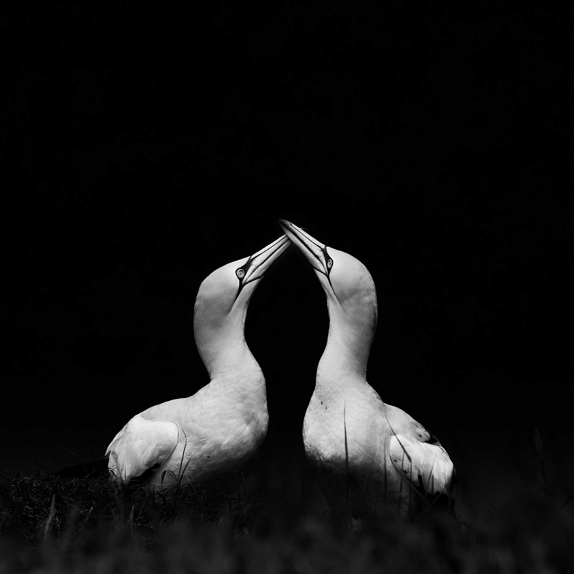 A black and white photograph of two gannets.