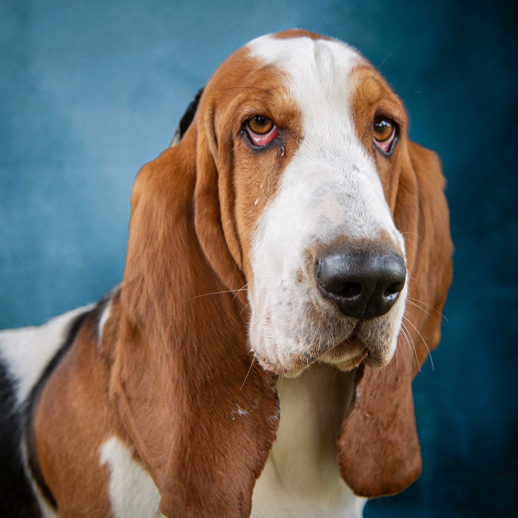 A studio portrait of a dog.