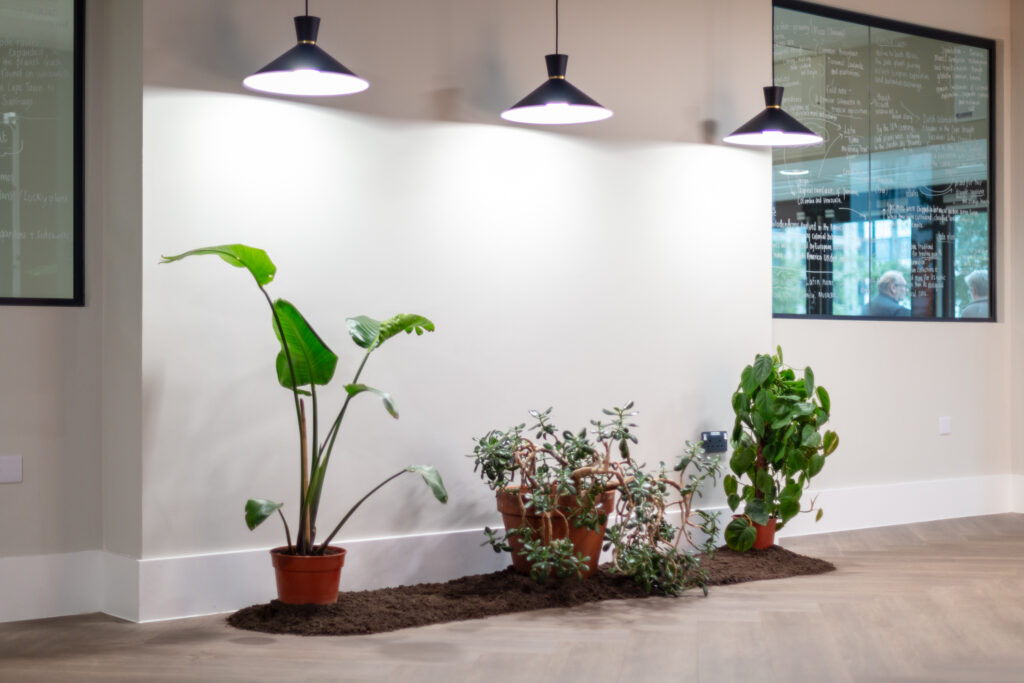 Three potted, green leafy plants on a bed of soil underneath 3 spotlights inside City Campus gallery space. Chalk writing on glass windows either side of the plants.