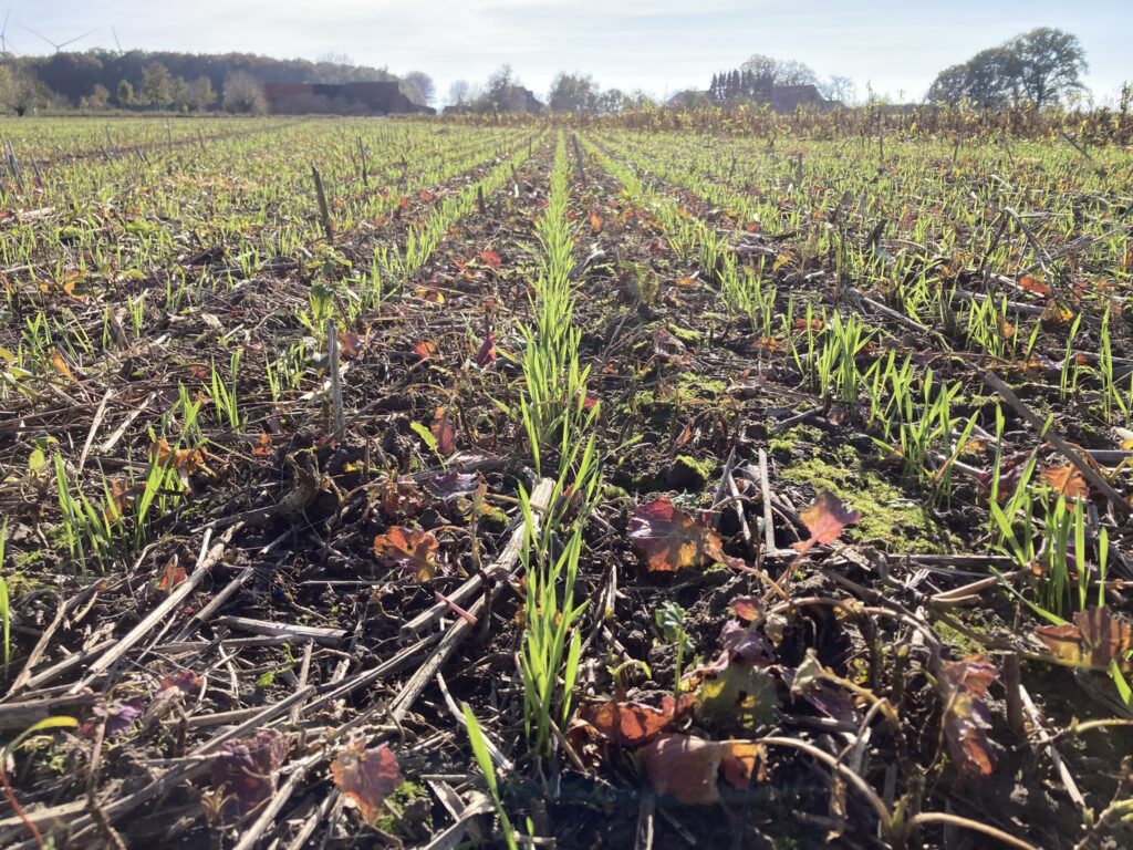 Close up picture of a field, focusing on the soil with sprouting crops.