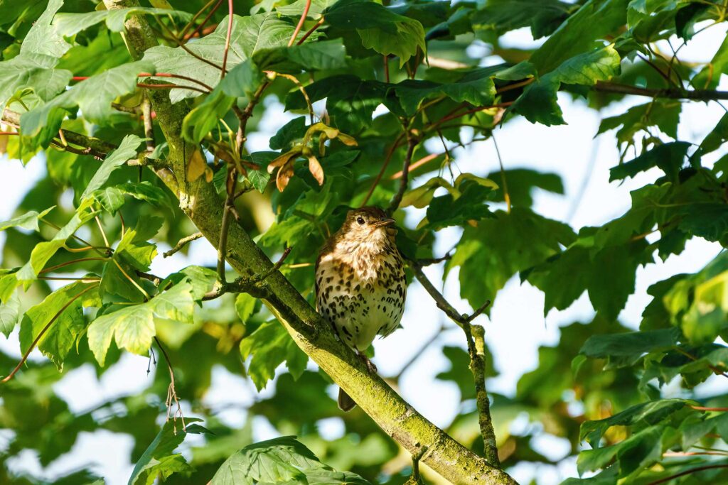 A song thrush sitting in a tree in the dappled sunshine.