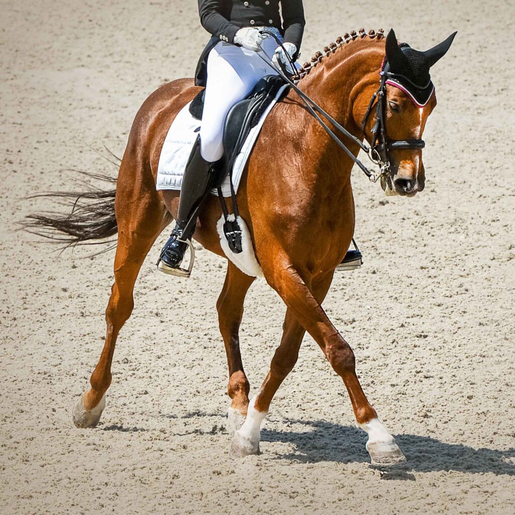 Dressage rider on horse in yard.