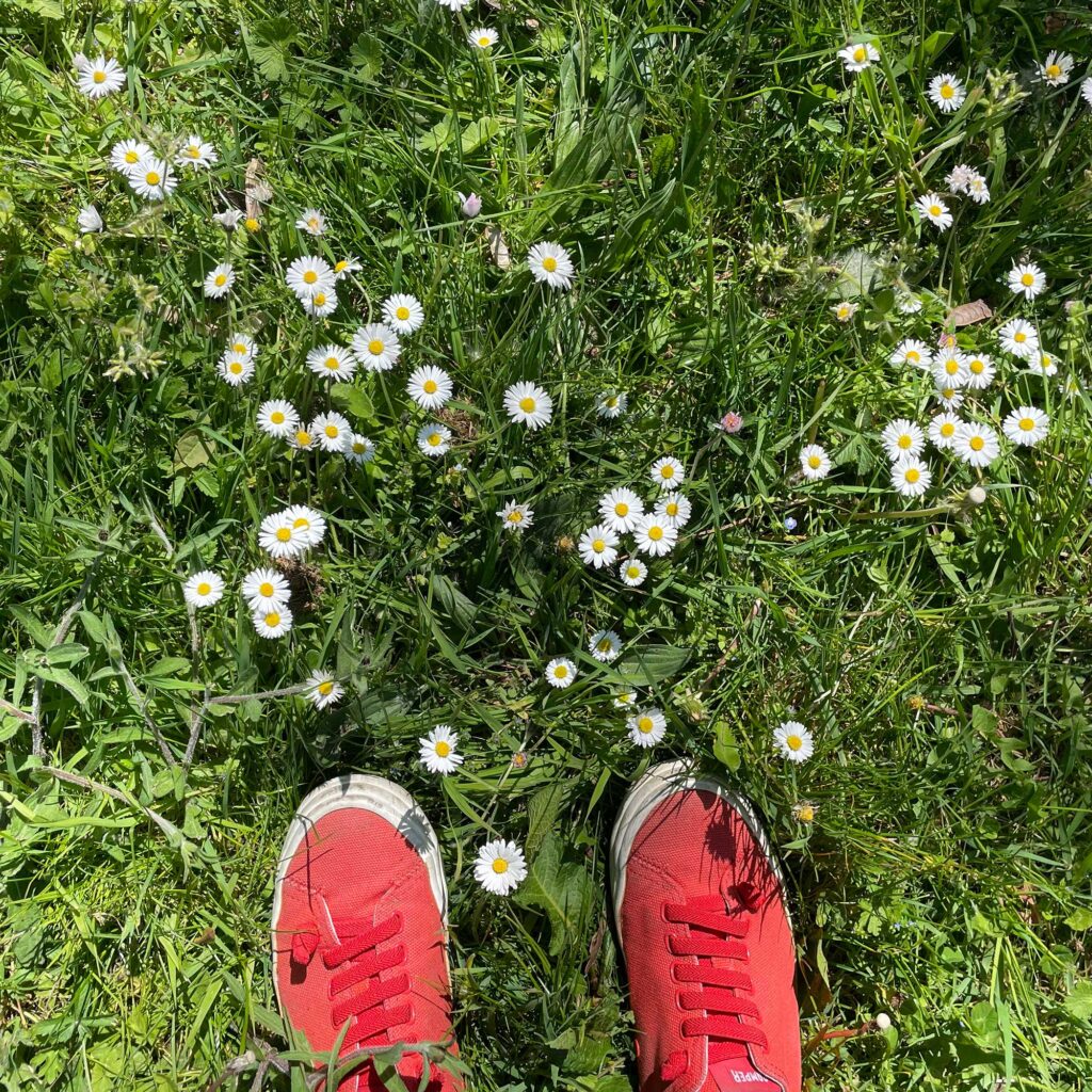 A pair of red trainers set in green grass surrounded by daisies.