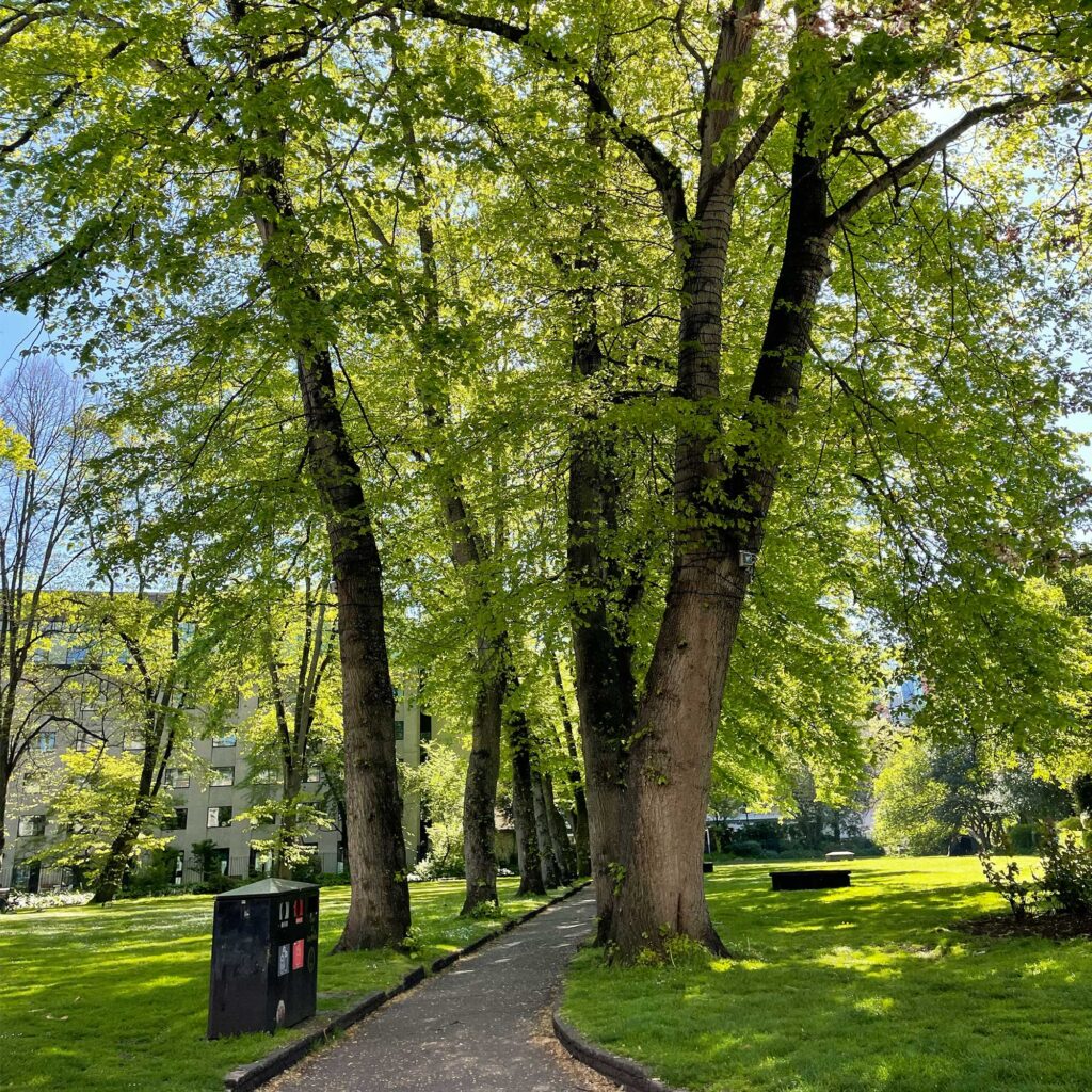 A concrete path leading through a park area with grass and mature trees on each side, and buildings in the background