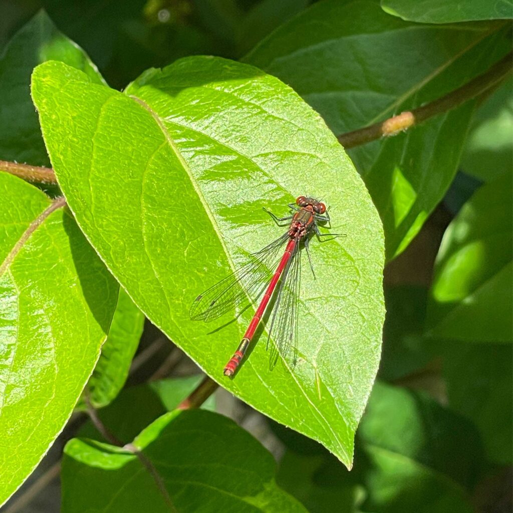 A red damselfly sitting on a green leaf with more leaves in the backgound.