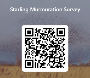 Starling survey QR code